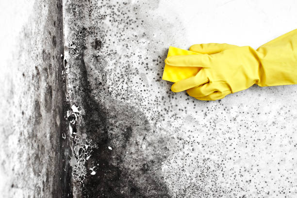 Best Black Mold Removal  in Alameda, CA